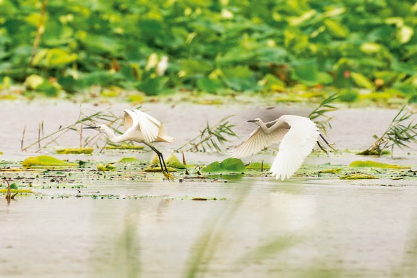 鳥(niǎo)兒在白洋淀水面上飛舞（2022年7月10日攝）。新華社發(fā)（李鑫攝）