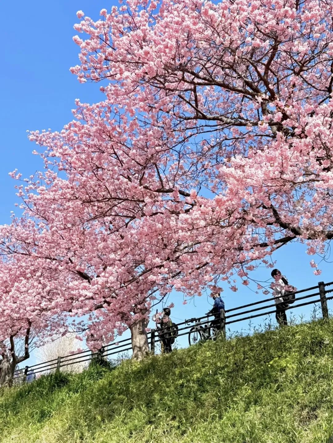 “識(shí)花秘籍”來(lái)了！桃花、杏花、梨花、李花……原來(lái)區(qū)別在這_新聞?lì)l道