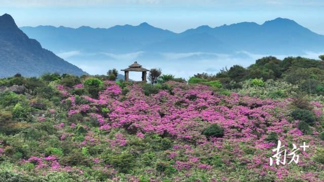 潮州鳳凰山山頂?shù)亩霹N花競(jìng)相開(kāi)放，與茶山云海共繪春日盛景。