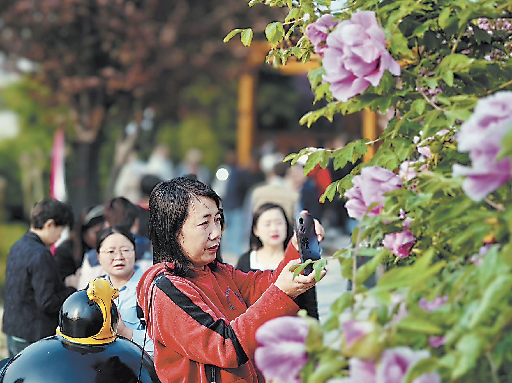 早花牡丹競芳菲