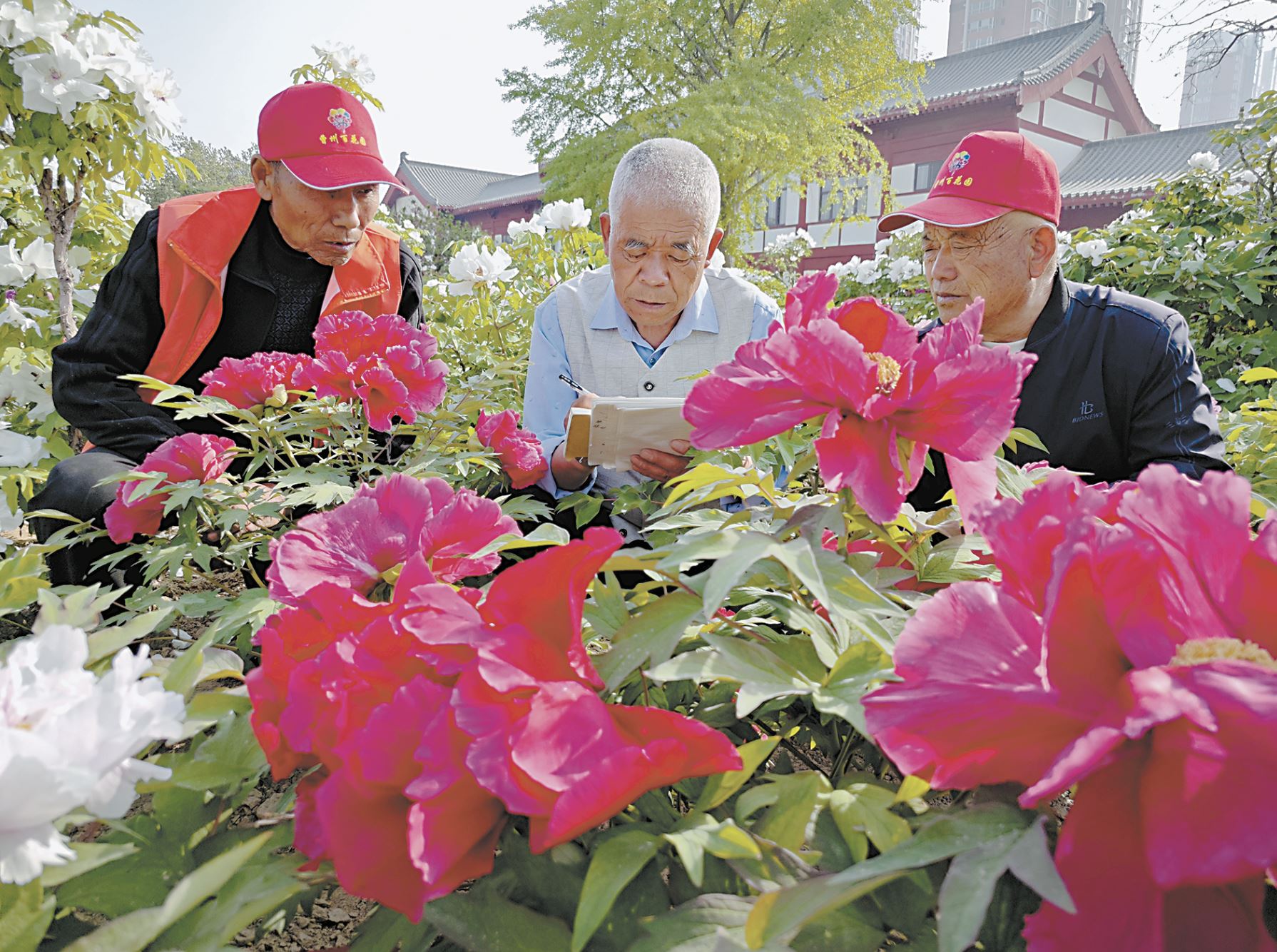 “定向雜交育種”繪就多彩牡丹夢(mèng)